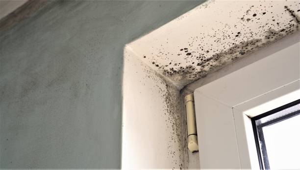 Best HVAC Mold Inspection and Cleaning  in Plainview, MN