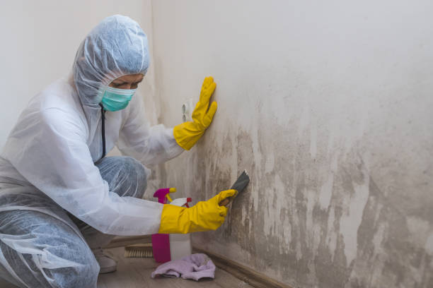 Mold Documentation for Insurance Claims in Plainview, MN