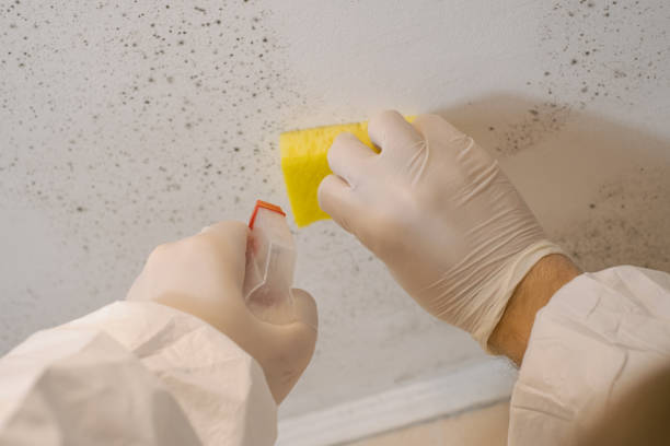 Best Commercial Mold Inspection  in Plainview, MN